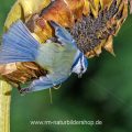 Blaumeise (Cyanistes caeruleus)