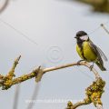 Kohlmeise (parus major)