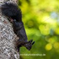 Eichhörnchen (Sciurus vulgaris), schwarze Variante