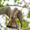 Turmfalke (Falco tinnunculus) Männchen mit Beute