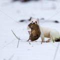 Hermelin (Mustela erminea) im Winterfell mit Maus