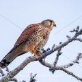 Turmfalke (Falco tinnunculus) Männchen mit Beute