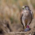 Turmfalke (Falco tinnunculus) Weibchen mit Maus