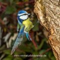 Blaumeise (Cyanistes caeruleus)