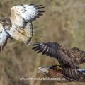Streitende Mäusebussarde (Buteo buteo)