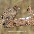 Mäusebussard (Buteo buteo)