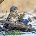 Mäusebussarde (Buteo buteo) streiten sich