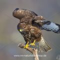 Mäusebussard (Buteo buteo)