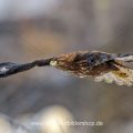 Mäusebussard (Buteo buteo)