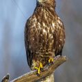 Mäusebussard (Buteo buteo)