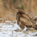 Mäusebussard (Buteo buteo)