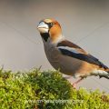 Kernbeißer (Coccothraustes coccothraustes)