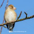 Kernbeißer (Coccothraustes coccothraustes)