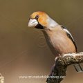 Kernbeißer (Coccothraustes coccothraustes)