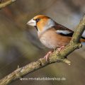 Kernbeißer (Coccothraustes coccothraustes)