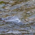 Wasseramsel (Cinclus cinclus) abgetaucht