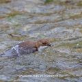Wasseramsel (Cinclus cinclus)