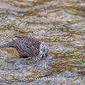 Wasseramsel (Cinclus cinclus) abgetaucht