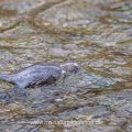 Wasseramsel (Cinclus cinclus) abgetaucht
