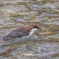 Wasseramsel (Cinclus cinclus)