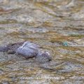 Wasseramsel (Cinclus cinclus) abgetaucht