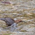 Wasseramsel (Cinclus cinclus)