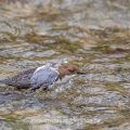 Wasseramsel (Cinclus cinclus)