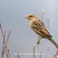 Haussperling (Passer domesticus) Weibchen
