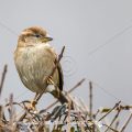 Haussperling (Passer domesticus) Weibchen