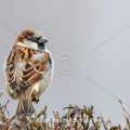 Haussperling (Passer domesticus) Männchen