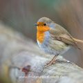 Rotkehlchen (Erithacus rubecula)
