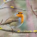 Rotkehlchen (Erithacus rubecula)