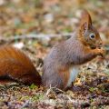 Eichhörnchen (Sciurus vulgaris) verspeist Bucheckern