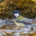 Kohlmeise (parus major)