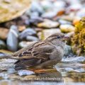 Haussperling (Passer domesticus) Weibchen