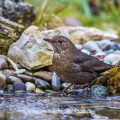 Amsel (Turdus merula) Weibchen