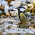 Kohlmeise (parus major) mit Schnabelmissbildung