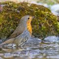 Rotkehlchen (Erithacus rubecula)