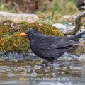 Amsel (Turdus merula) Männchen