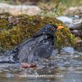 Amsel (Turdus merula) Männchen