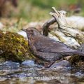 Amsel (Turdus merula) Weibchen