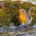Rotkehlchen (Erithacus rubecula)
