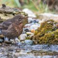Amsel (Turdus merula) Weibchen