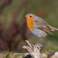 Rotkehlchen (Erithacus rubecula)