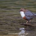 Wasseramsel (Cinclus cinclus)