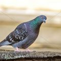 Haustaube (Columba livia domestica)