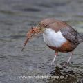 Wasseramsel (Cinclus cinclus) mit Nistmaterial