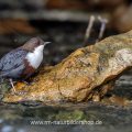 Wasseramsel (Cinclus cinclus)