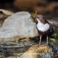 Wasseramsel (Cinclus cinclus) mit Nistmaterial