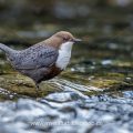 Wasseramsel (Cinclus cinclus)